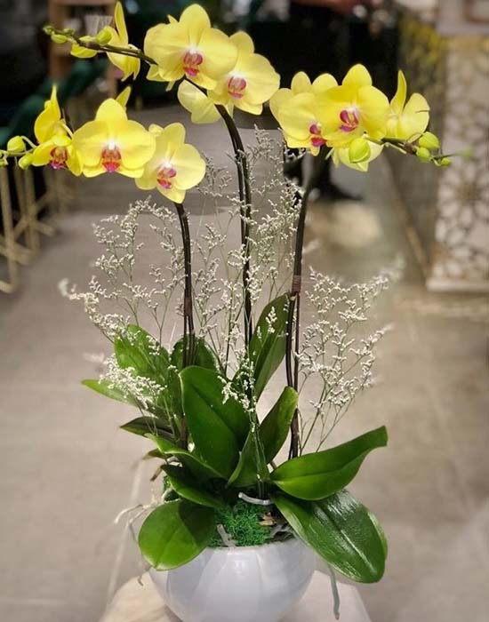 The pot of yellow phalaenopsis orchid brings a feeling of lightness and warmth